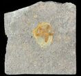 Ordovician Edrioasteroid (Spinadiscus) Fossil - Morocco #46458-1